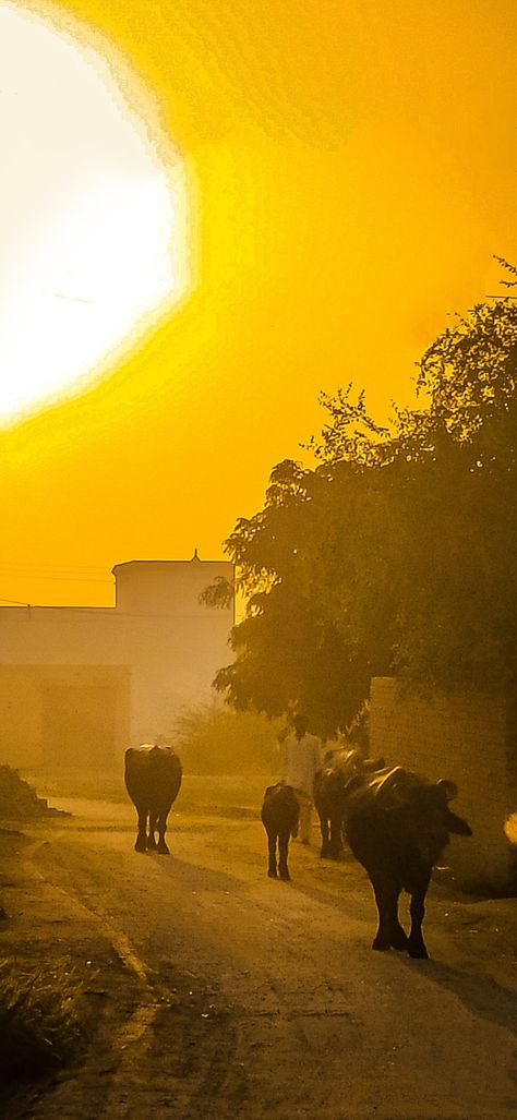 Morning Village Photography, Village Morning Photography, Village Morning, Aesthetic Village, Sunshine Photography, Morning Photography, Wild Photography, Village Photography, Indian Village