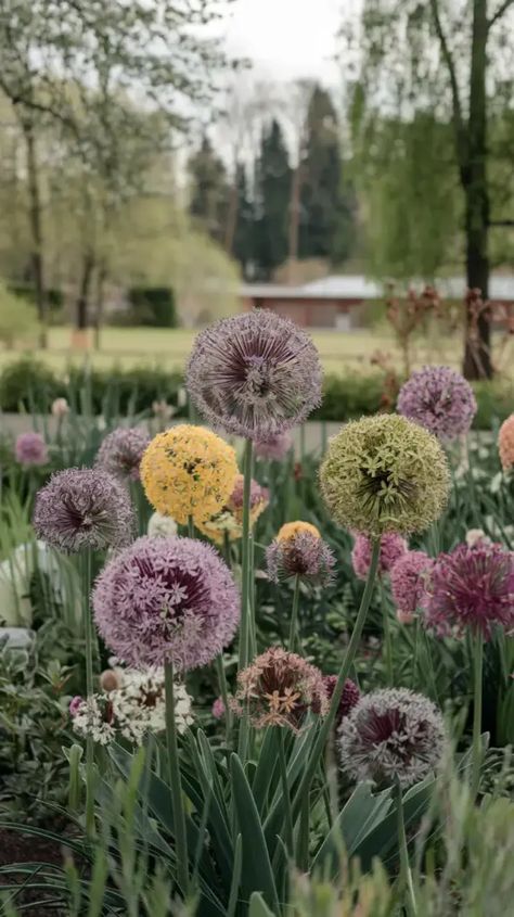 A photo of a spring garden filled with various sizes and colors of allium flowers. The flowers are planted in a group and are surrounded by green foliage. The background is a serene landscape with trees and a building. Alliums Flower, Allium Garden, Allium Flowers, Landscape With Trees, Serene Landscape, Spring Bulbs, Landscape Trees, Green Foliage, Dream House Decor