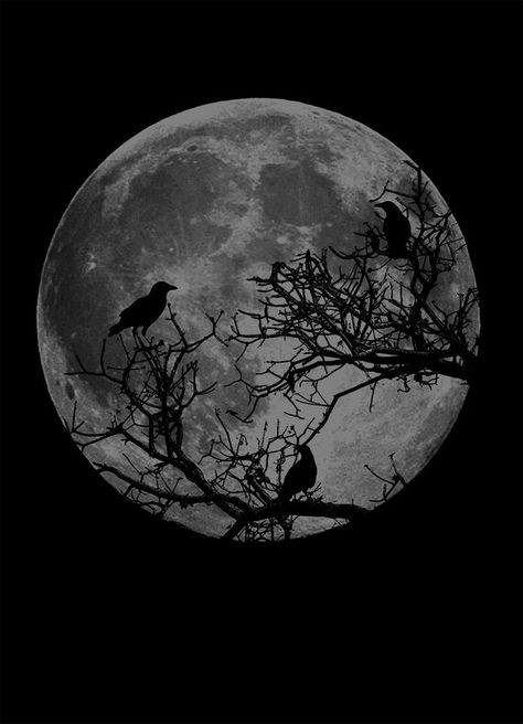 Dark Black Wallpaper, Black Aesthetic Wallpaper, Dark Wallpaper, Crows, Ravens, Black Wallpaper, Black Aesthetic, Dark Black, Dark Aesthetic