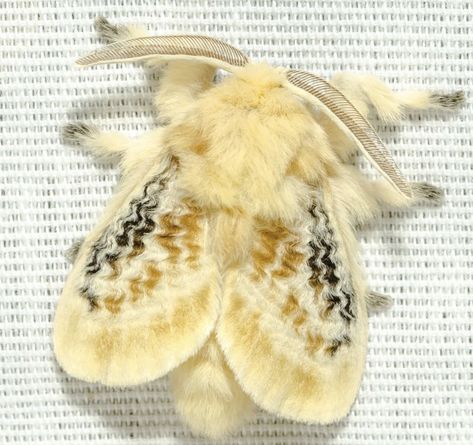 Pretty Moth Species, Moth Species Chart, Moths Fluffy, Cute Moths Real, Black Waved Flannel Moth, Bug Banner Discord, Pretty Bugs Insects, Bugcore Wallpaper, Moth Breeds