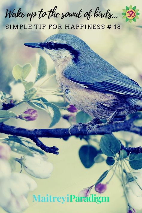 Birds chirping happily- that is a sound which brings joy to our ears and hearts- at any time of the day. But there is something special about waking up to the sound of birds singing happily at the crack of dawn. Read more...   #birdssinging #greenliving #sustainablelifestyle #tipforhappiness #joyfulliving Singing Birds, Bird Song Quotes, Birds Chirping Quotes, Bird Sounds, Birds Sound Quotes, I Know Why Caged Birds Sing, Spiritual Ascension, Tips To Be Happy, Positive Good Morning Quotes