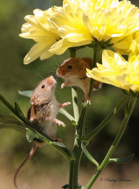 Field Mice In Flowers, Mouse On Flower, Mouse Holding Flower, Meadow Animals, Mouse With Flower, Mouse Aesthetic, Field Mice, Good Morning Animals, Field Mouse