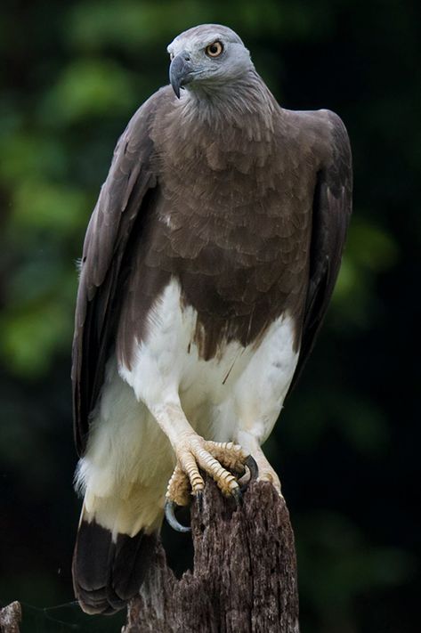 The Grey-Headed Fish Eagle | De Grote Rivierarend Fish Eagle, Grey Eagle, You're Amazing, Birds Of Prey, Black N White, Goa, Amazing Nature, Bald Eagle, Eagles