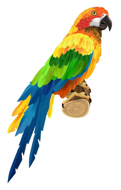 Parrot Clipart, Fashion Sale Poster, Parrot Flying, Bird Free, Colorful Parrots, Bird Supplies, Tropical Birds, Bird Drawings, Beautiful Wallpapers