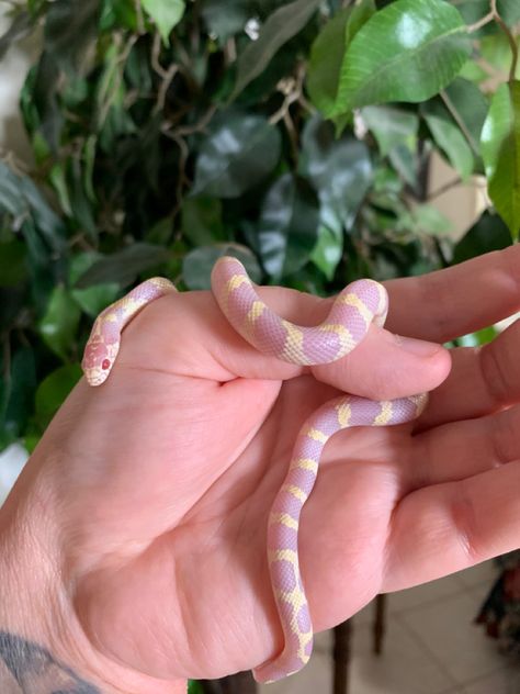 Albino Reptiles, Lavender Corn Snake, King Snake, Baby Snakes, Cool Snakes, Pretty Snakes, Colorful Snakes, Small Snakes, Corn Snake