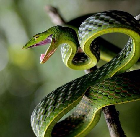 Vine Snake, Snake Facts, Cute Snakes, Snake Photos, Cool Snakes, Wild Animals Pictures, Cute Reptiles, Beautiful Snakes, Cute Snake