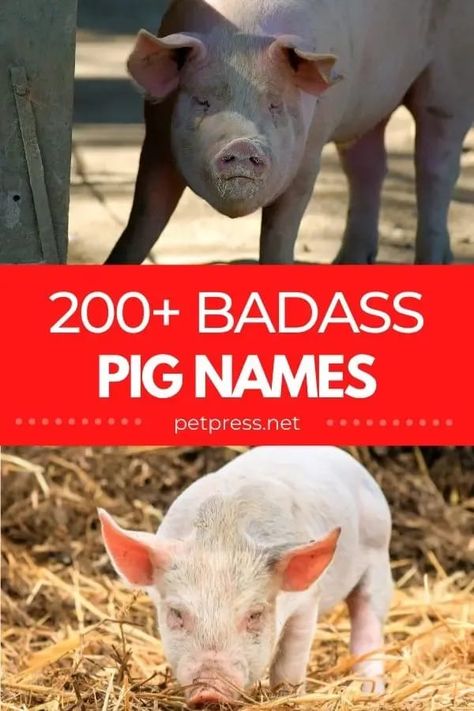 Looking for badass names for your pet pig? Look no further! This list has over 200 badass names for your little porker. #pig #pignames Pig Names, Camp Lazlo, Red Angry Bird, Badass Names, Georgie Porgie, Cool Boy Names, Ginger Babies, Pet Pig, Pig Pen