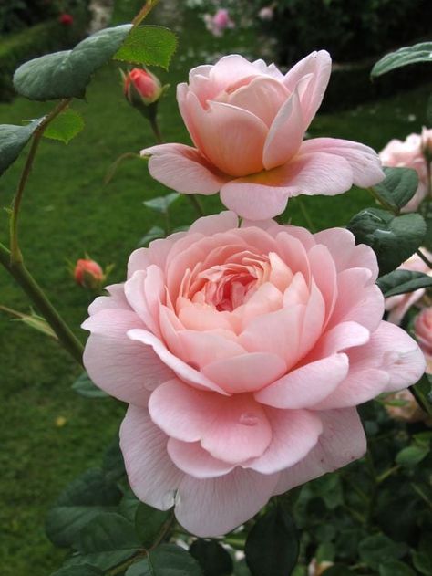 Queen Of Sweden Rose, Queen Of Sweden, Rose Belle, Flower Notebook, Diy Rose, Rose Seeds, Blossom Garden, Roses Pink, Hybrid Tea Roses