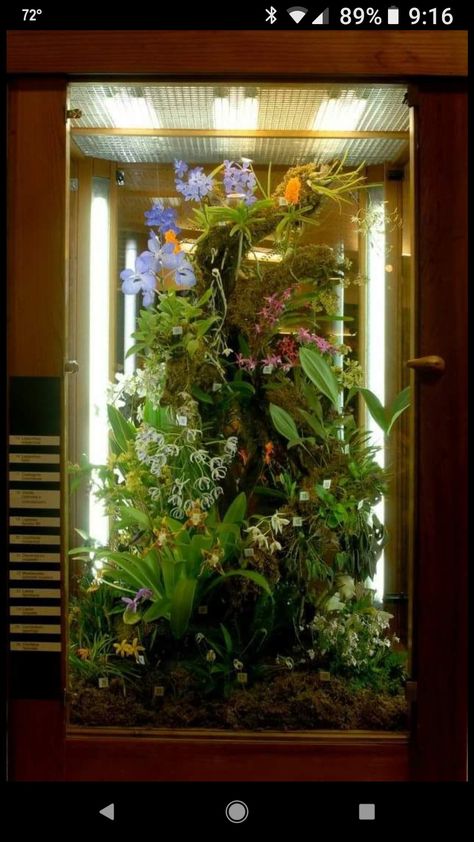 Bioactive Vivarium, Orchid Terrarium, Mini Orquideas, Aquarium Garden, Fish Tank Design, Miniature Orchids, Windowsill Garden, Aquascape Aquarium, Aquarium Design