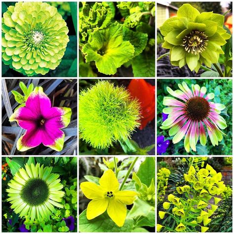 These are just a few of the green flowers that bloom in The Fishingham Garden [Portland OR | Zone 8b] throughout the year: Zinnia ‘Envy’, Primula ‘Green Lace’, Helleborus x hybridus Winter Jewels® ‘Jade Tiger’, Petunia 'Supertunia Picasso in Purple', Dianthus ‘Green Ball’, Echinacea ‘Green Jewel’, Echinacea purpurea ‘Green Twister’ Nicotiana alata ‘Lime Green’ and Euphorbia wulfenii. :: May 10, 2020 | Arbor Lodge | Portland OR | Zone 8b Euphorbia Wulfenii, Nicotiana Alata, Echinacea Garden, Zone 8b, Echinacea Purpurea, Green House, Green Lace, Petunias, Green Flowers