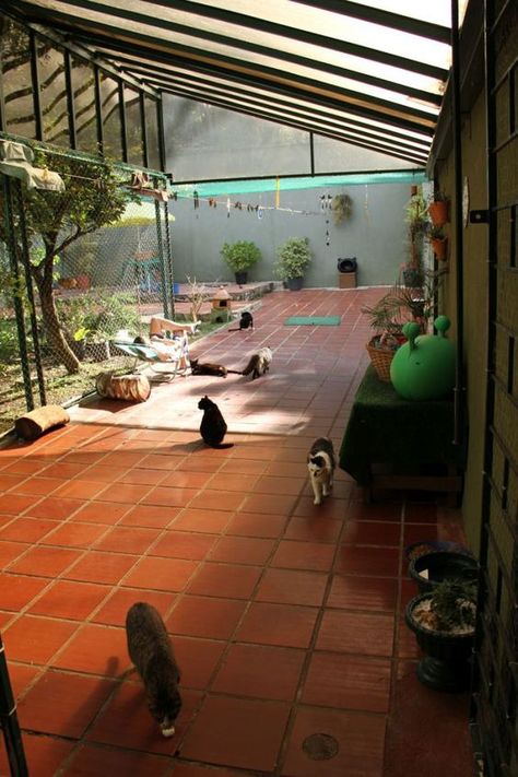 Katt Grejer, Cat Kennel, Cat Patio, Cat Hotel, Outdoor Cat Enclosure, Dog Hotel, Pet Resort, Cat Sanctuary, Pet Hotel