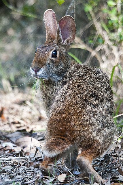 Swamp Rabbit - Fontainebleau State Park by Point Images, via Flickr Rabbit Scratching, Jumping Rabbit, Rabbit Laying Down, Rabbit In Forest, Swamp Rabbit, Rabbit Jumping, Swamp Rabbit Trail, Rabbit Artwork, Wild Hare