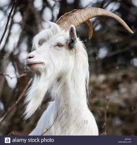 Goat Character, Farm Animal Paintings, Smiling Animals, Billy Goats Gruff, Big Horn Sheep, Billy Goat, Mountain Goat, Baby Goats, Animal References