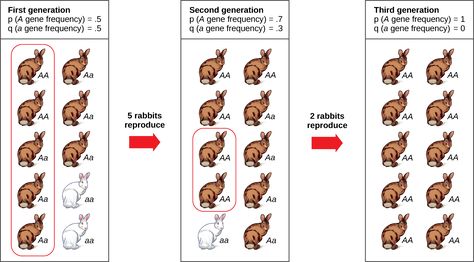 Genetic Drift, Reference Poses, Genetic, Sample Resume, Biology, Evolution, Real Life, Art Reference, Science