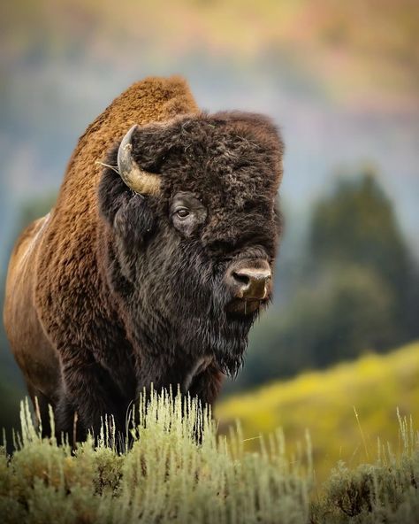 Greatness isn't given; it's earned through persistence and unwavering belief. . . 📸by @kallen.wildphoto ———————————————————————— Follow @american_bison_ for more🇺🇸 • Follow @american_bison_ for more🇺🇸 • Follow @american_bison_ for more🇺🇸 ———————————————————————— Tag @american_bison_ in your photo to be featured! . . #americanbison #bison #travelphotography #wildlife #wildlifephotography #naturephotography #photography #wildlifephotographer #photographer Bison Pictures, Bison Photography, Bison Photo, Buffalo Animal, Bison Art, Animal Photography Wildlife, American Wildlife, Eagle Painting, Native American Warrior