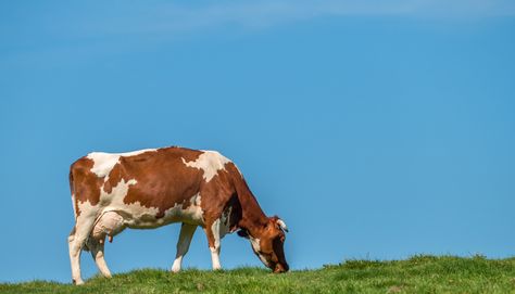 Cow Eating, Grass Painting, Animal Facts, Grass Fed Beef, Red Barn, The Grass, The Science, Green Living, The Land