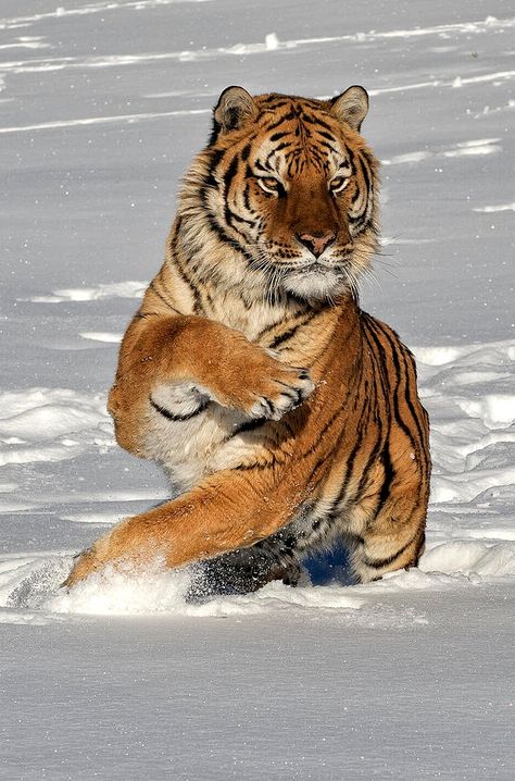 Tiger Changing Direction  by Jeff Norton Ragdoll Kittens For Sale, Ragdoll Kittens, Nature Tattoo, Tiger Pictures, Siberian Tiger, Ragdoll Kitten, Majestic Animals, Cheetahs, White Tiger