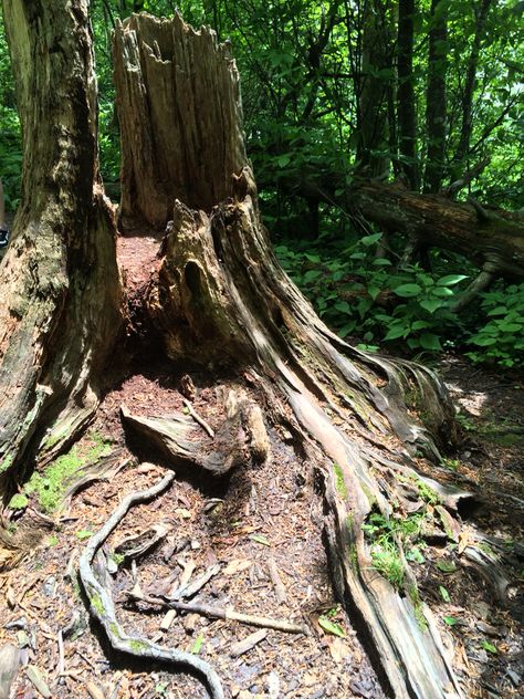 Hollow Tree Trunk, Fire Sketch, Nancy Drew Mystery Stories, Wood Stumps, Hollow Tree, Mystery Stories, Painting Inspo, Halloween Trees, Tree Stump