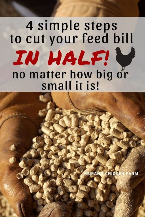 Making Chicken Feed, Diy Chicken Layer Feed, Diy Chicken Feed Recipes, Chicken Breeding Pens Ideas, Chicken Pen Ideas Diy, Chicken Pen Ideas, Aesthetic Chicken Coop, Aesthetic Farm Animals, Chicken Feed Recipe