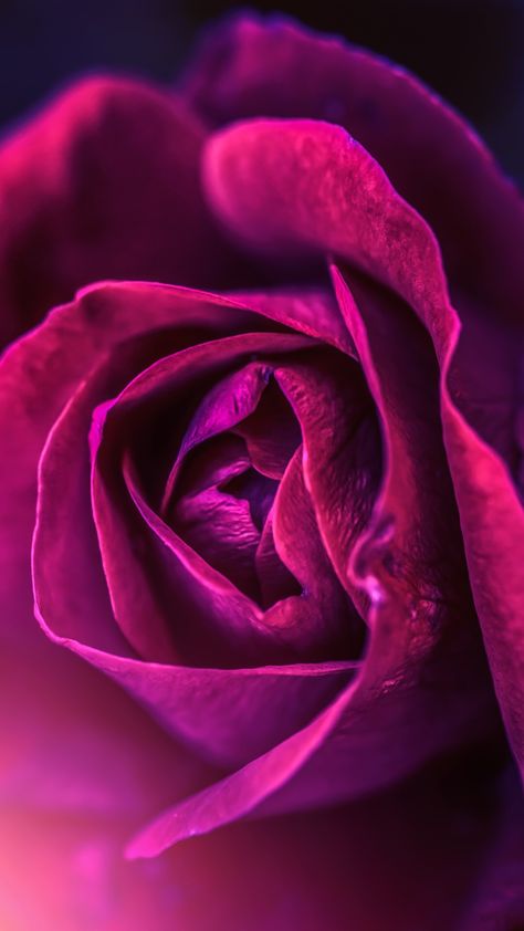 Fuschia Aesthetic, Magenta Roses, Iphone Lock Screen Wallpaper, Iphone Lock Screen, Very Beautiful Flowers, Screen Lock, Magenta Rose, Iphone Wallpaper Classy, Background Flower