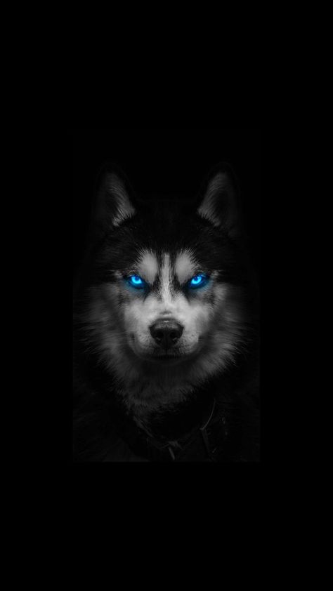 # #wolf wallpaper # #background #wallpaper #images #Photos #Pictures #Illustrations #Vectors #Collections Husky Wallpaper Iphone, Wolf Wallpaper Dark, Trending Wallpapers Iphone, Whatsapp Wallpaper Backgrounds, Wolf Wallpaper Iphone, Husky Wallpaper, Wallpaper Wolf, Wild Animal Wallpaper, Wolf Background