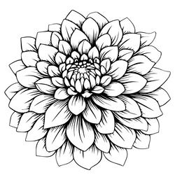 Black and white dahlia flower isolated Royalty Free Vector Black And White Dahlia, White Dahlia Flower, Dahlia Tattoo, White Dahlia, Monochrome Black And White, Contour Lines, Black Dahlia, Dahlia Flower, Fine Line Tattoos