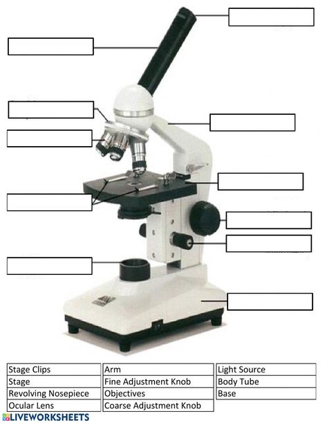 Microscope Worksheet, Parts Of A Microscope, Microscope Activity, Study Sheet, Microscope Parts, School Works, Biology Lessons, Stem Science, Science Worksheets