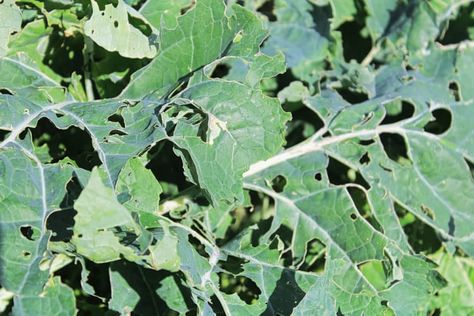 Broccoli Leaves, Cabbage Butterfly, Broccoli Plant, Cabbage Plant, Chilli Plant, Cabbage Worms, Butterfly Eyes, Natural Pesticides, Garden Bugs