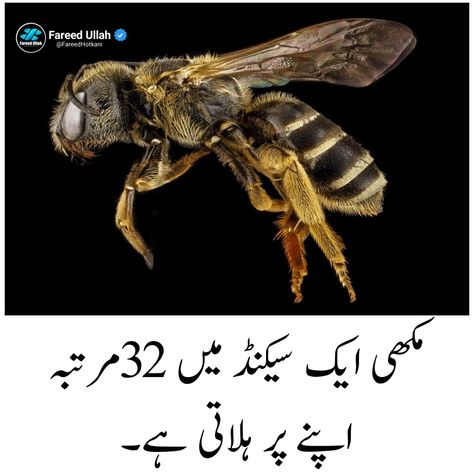 Amazing/Interesting Facts in Urdu Hindi Interesting Facts In Urdu, Amazing Facts In Urdu, Urdu Facts, Facts In Urdu, Common Sense Questions, Fruit Facts, Stadium Wallpaper, Facts About Dreams, Illusions Art