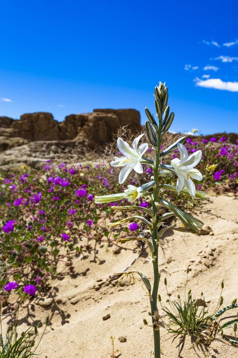 Plants With Names, Desert Lily, Magic Plants, Desert Bloom, Desert Flowers, Desert Cactus, Desert Plants, Libya, Biology