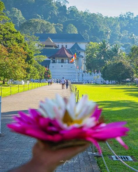 The Temple of the Sacred Tooth Relic or Sri Dalada Maligawa, is a Buddhist temple in Kandy, Sri Lanka. It is located in the royal palace complex of the former Kingdom of Kandy, which houses the relic of the tooth of the Buddha. 📷 ᴄʀᴇᴅɪᴛ ᴛᴏ ᴛʜᴇ ʀᴇᴤᴘᴇᴄᴛɪᴠᴇ ᴏᴡɴᴇʀ Skiing Honeymoon, Asia Travel Destinations, History Of Sri Lanka, Sri Lankan Elephant, Beauty Culture, Holiday Trip, Travel Pictures Poses, Travel Destinations Asia, Summer Destinations