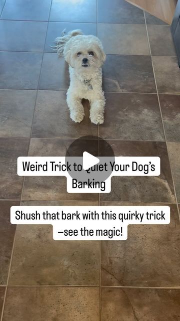 How To Train Your Dog | Dog Training Tips on Instagram: "Struggling with your dog’s constant barking? 

Try this unconventional but potentially effective technique:

🐾 The Can of Surprises: Use a can filled with a few coins or pebbles that makes a loud, unusual noise when shaken. This can serve as a novel auditory distraction that might interrupt and reduce barking.

🐾 How to Implement: Keep the can out of sight but within reach. When your dog starts barking, shake the can vigorously. The unexpected noise should catch your dog’s attention and momentarily stop the barking.

🐾 Why It Works: The sudden rattling sound diverts your dog’s focus from whatever is triggering their barking. The distraction resets their behavior momentarily, giving you an opportunity to redirect their attention to Dog Obedience, Dog Barking, Pet Training, Dog Dog, The Unexpected, Dog Training Tips, How To Train Your, Training Your Dog, A Novel