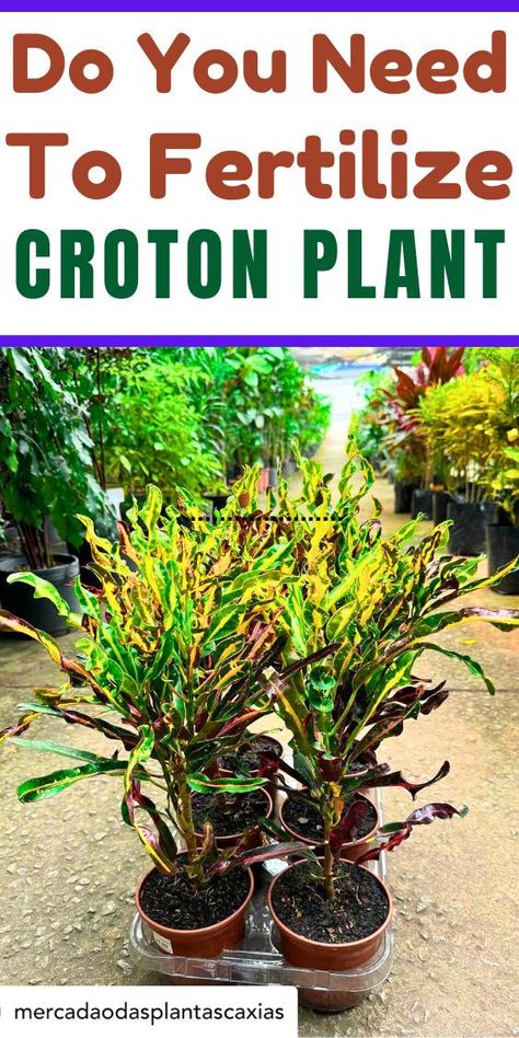 - Croton Plant Care Tips
- Croton Plant Care Winter
- How To Care For A Croton Plant
-How To Save Croton Plant
- Croton Plant Problems
- Croton Plant Diseases
"Fertilizer for Croton plant, best plant food for Croton, organic fertilizer 
for Croton, nutrient-rich fertilizer for Croton, plant fertilizer for 
Croton, soil fertilizer for Croton, natural fertilizer for Croton, 
fertilizer for healthy Croton, effective fertilizer for Croton, Croton 
plant care fertilizer." Croton Plant, The Secret, Health And Beauty, Plants