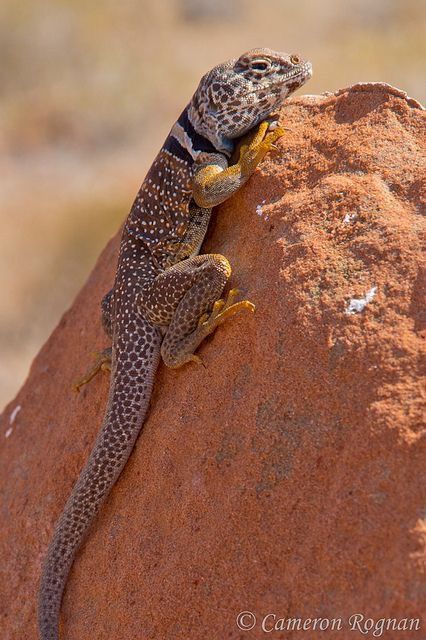 Collared Lizard, Mohave Desert, Desert Creatures, Desert Lizards, Chameleon Lizard, Desert Animals, Chameleons, Wild Creatures, Sonoran Desert