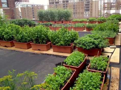 Earthbox Gardening, House Rooftop, Green Roof Garden, Green Roofs, Garden Types, Garden Pictures, Rooftop Garden, Garden Stuff, Garden Boxes