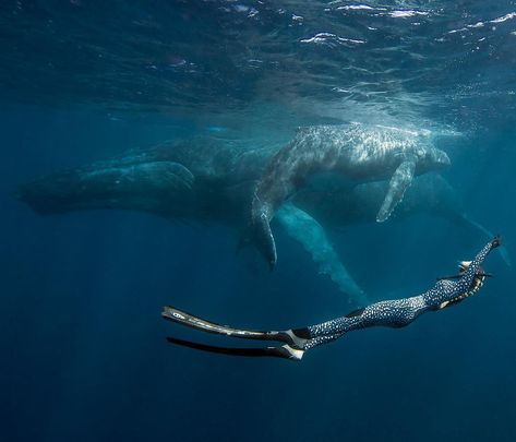 Learning Behaviors of others Oceanography Marine Biology, Haleiwa Hawaii, Cnidaria, Marine Biologist, Oceanography, Ocean Vibes, Water Element, Marine Biology, Ocean Creatures