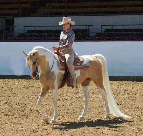 Simply Stunning! American Saddlebred Horses, Western Pleasure Horses, Horse Back Riding, Elegant Horse, Pinto Horse, Palomino Horse, American Saddlebred, Arabian Horses, Horse Blankets