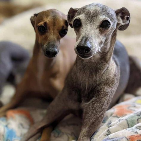 Italian Greyhound - Don't Shed or Bark 1 Italian Greyhound Rescue, Greyhound Tattoo, Greyhound Breed, Dog Breeds That Dont Shed, Glen Of Imaal Terrier, Greyhound Rescue, Every Dog Breed, Chinese Shar Pei, Calm Dogs