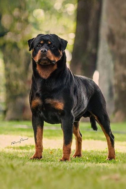 Can Rottweilers Be Good Service Pups? Let’s Find Out! Rottweiler Pictures, Rottweiler Training, German Rottweiler, Rottweiler Breed, Rottweiler Love, Rottweiler Lovers, Australian Shepherds, Rottweiler Puppies, Rottweiler Dog