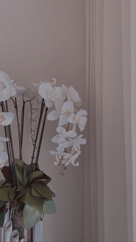 White Orchids Wallpaper, Orchid Asethic, Orchid Bouquet Aesthetic, Orchid Aesthetic Flower, White Orchid Aesthetic, Orchid Wallpaper Aesthetic, Orchid Aesthetic Wallpaper, Aesthetic Orchids, Orchid Flower Aesthetic