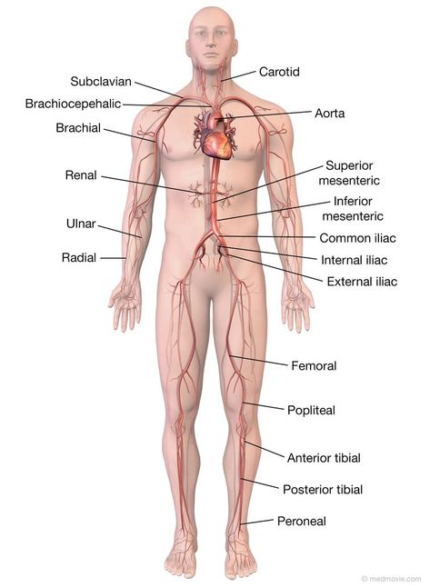 Arteries And Veins Anatomy, Diagram Of The Heart, Head Diagram, Blood Vessels Anatomy, Major Arteries, Arteries Anatomy, Vascular Ultrasound, Vascular Surgery, Nurse Study Notes