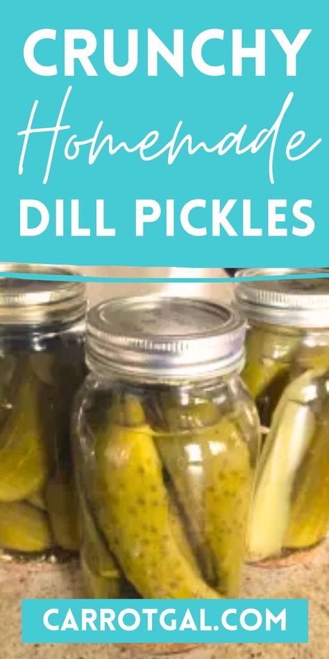 Crunchy Homemade Dill Pickles from Carrotgal.com How To Can Crispy Dill Pickles, Disneyland Pickles Recipe, Crispy Pickles Canning, Crunchy Dill Pickles Canning Recipe, Crunchy Dill Pickle Recipe Canning, Crispy Refrigerator Pickles, Claussen Pickle Recipe Copycat, How To Can Pickles, Canning Spicy Pickles