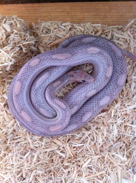 Lavender Florida Corn Snake! Lavender Corn Snake, Snake Information, Cool Snakes, Pretty Snakes, Colorful Snakes, Coral Snake, Purple Snake, Corn Snake, Cute Reptiles