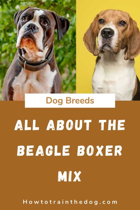 Everything you need to know about the Boxer Beagle Mix - from temperament, to exercise needs, health issues, training, price and... #beaglemix #boxermix #beagleboxermix Beagle Mix Dogs, Boxer Beagle Mix, Dog Breed Mixes, Loyal Dog Breeds, Cutest Dog Breeds, Cute Dog Breeds, Boxer Mix, Beagle Mix, Dog Facts