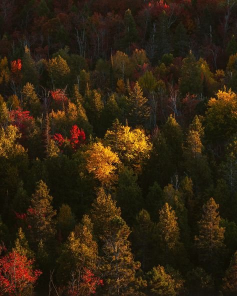 Fall, fall colors, mn, minnesota, minnesota travel, explore minnesota. Finland MN. Fire tower, fire tower adventures Minnesota Aesthetic, Minnesota Fall, Eden Prairie Minnesota, Minnesota Landscape, Fire Tower, Minnesota Landscaping, Minnesota Travel, Launch Campaign, Minnesota Home