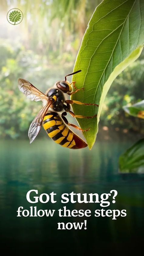 Effective Wasp Sting Remedy: Quick Relief Tips and Treatments Wasp Stings Relief, Essential Oils For Bee Stings Swelling, Essential Oils For Wasp Stings, Essential Oil For Wasp Sting, Red Wasp Sting, Wasp Sting Remedy, Hornet Sting, Wasp Sting, Swelling Remedies