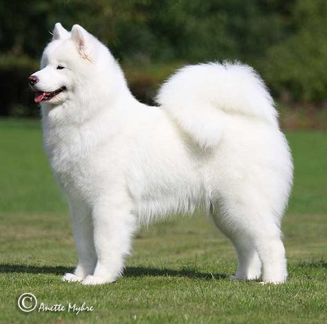 Saymond Dogs, Samoyed Dog, Beautiful Dog Breeds, Samoyed Puppy, Samoyed Dogs, Cute Animal Clipart, Pretty Dogs, Fluffy Dogs, Cute Dogs And Puppies