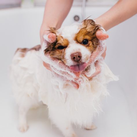 You make bath time pawesome! Oat Bath For Dogs, Dog Bath Accessories, Dog Bath Essentials, Giving A Dog A Bath Tips, Dogs Taking A Bath, Dog Grooming Tips, Cedarwood Oil, Mini Goldendoodle, Pet Shampoo