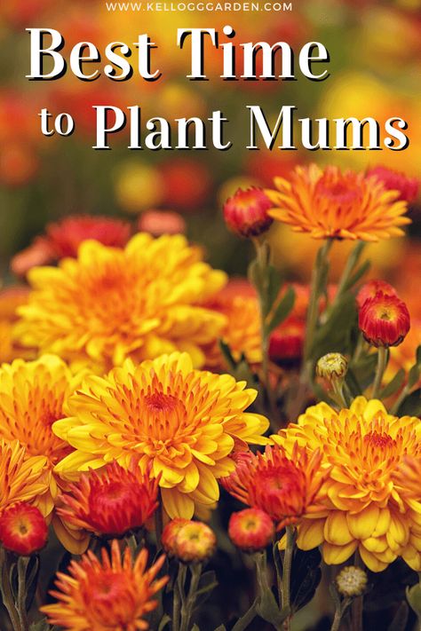 Recipes Printables, Mum Seeds, Potted Mums, Caring For Mums, Fall Flowers Garden, Fall Landscaping, Planting Mums, Garden Mum, Wreaths Fall