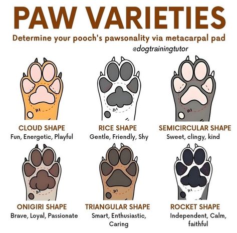 Dog Paw Pads, Dog Remedies, Painting Concrete Porch, Dog Brain, Dog Facts, Concrete Porch, Dog Info, Dog Care Tips, Painting Concrete